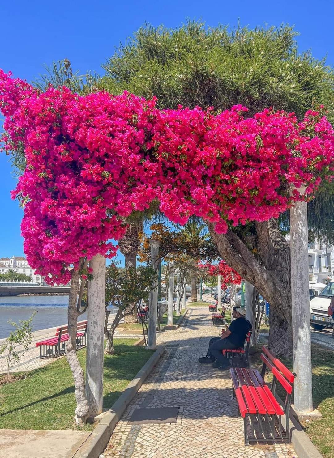 Tavira Garden Oasis Daire Dış mekan fotoğraf